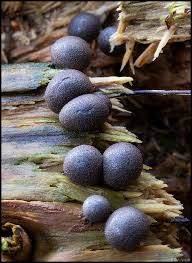 Attēlu rezultāti vaicājumam “Lycogala botrydium macro”