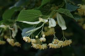Attēlu rezultāti vaicājumam “Tilia platyphyllos Laciniata”