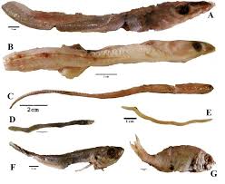 Image result for Mustelus palumbes