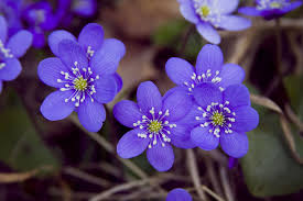 Attēlu rezultāti vaicājumam “Hepatica nobilis leaf”