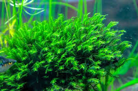 Attēlu rezultāti vaicājumam “Fissidens gracilifolius”