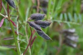 Attēlu rezultāti vaicājumam “Vicia hirsuta fruit”