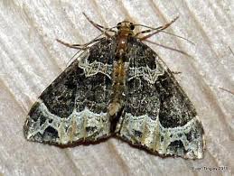 Attēlu rezultāti vaicājumam “Ecliptopera silaceata”