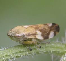 Attēlu rezultāti vaicājumam “Aphrophoridae imago”