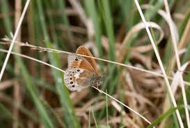 Attēlu rezultāti vaicājumam “Coenonympha tullia underside”