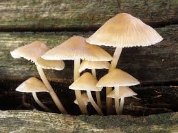 Attēlu rezultāti vaicājumam “Mycena”
