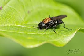 Attēlu rezultāti vaicājumam “Clitellaria ephippium”