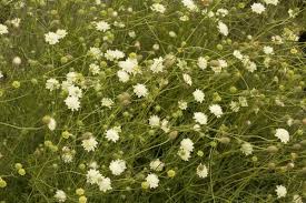 Image result for Scabiosa ochroleuca