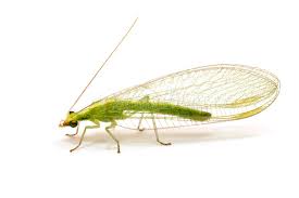 Attēlu rezultāti vaicājumam “Chrysopidae”