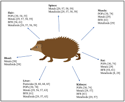 Attēlu rezultāti vaicājumam “Erinaceus sp.”