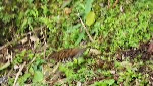 Image result for Zoothera dauma