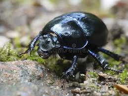 Attēlu rezultāti vaicājumam “Geotrupes stercorarius”