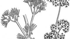 Attēlu rezultāti vaicājumam “Chara tomentosa”