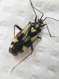 Attēlu rezultāti vaicājumam “Grypocoris sexguttatus”