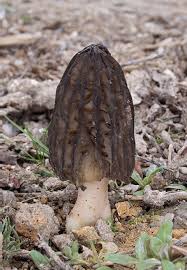 Attēlu rezultāti vaicājumam “Comatricha ellae stalked”