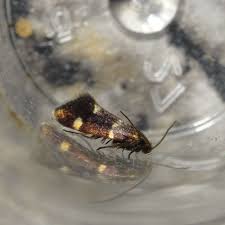 Attēlu rezultāti vaicājumam “Incurvaria praelatella”