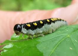 Attēlu rezultāti vaicājumam “Tenthredo mandibularis”