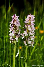 Attēlu rezultāti vaicājumam “Dactylorhiza majalis subsp. baltica bud”