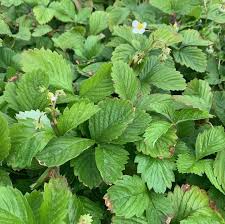 Image result for Fragaria vesca