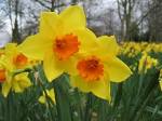 Daffodils, or the art of perseverance « Confessions of a Pollyanna