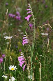 Attēlu rezultāti vaicājumam “Gladiolus imbricatus bud”
