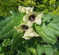 Image result for bilsenkraut