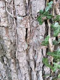 Attēlu rezultāti vaicājumam “Quercus robur female flower”