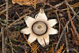Attēlu rezultāti vaicājumam “Geastrum”