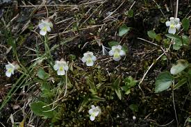 Attēlu rezultāti vaicājumam “Pinguicula alpina”