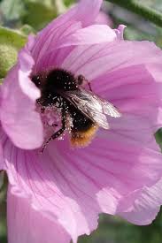Image result for Malva alcea