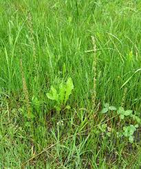 Attēlu rezultāti vaicājumam “Triglochin palustre”