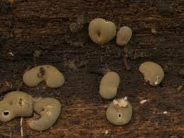 Attēlu rezultāti vaicājumam “Diderma montanum var. album”