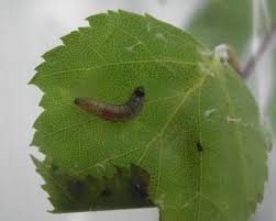 Attēlu rezultāti vaicājumam “Anacampsis blatariella”