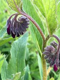 Attēlu rezultāti vaicājumam “Symphytum officinale bud”