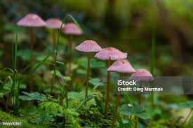 Attēlu rezultāti vaicājumam “Mycena rosella”