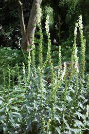 Image result for Digitalis lutea