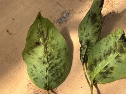 Attēlu rezultāti vaicājumam “Pyrus pyraster leaf”
