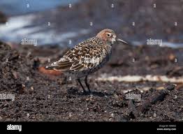 Attēlu rezultāti vaicājumam “Calidris ferruginea adult”