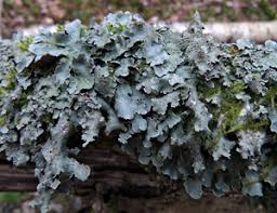 Attēlu rezultāti vaicājumam “Parmelia serrana”