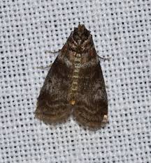 Attēlu rezultāti vaicājumam “Sciota adelphella”