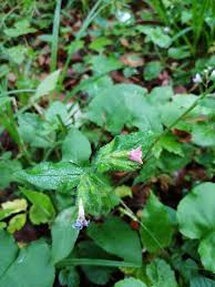Attēlu rezultāti vaicājumam “Pulmonaria obscura”