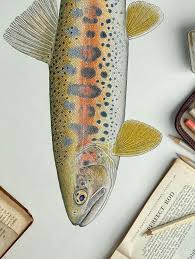 Image result for Salmo ezenami