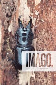 Attēlu rezultāti vaicājumam “Ceruchus chrysomelinus imago”