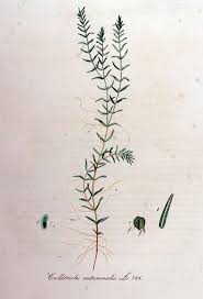 Attēlu rezultāti vaicājumam “Callitriche hermaphroditica”