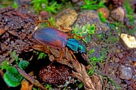 Attēlu rezultāti vaicājumam “Anchomenus dorsalis”