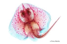 Image result for Amblyraja radiata