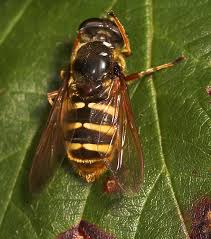 Attēlu rezultāti vaicājumam “Sericomyia silentis”