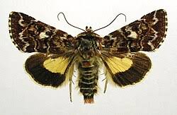 Attēlu rezultāti vaicājumam “Anarta myrtilli larva”