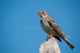 Image result for Emberiza calandra