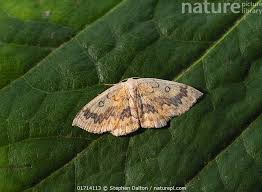 Attēlu rezultāti vaicājumam “Cyclophora annularia”